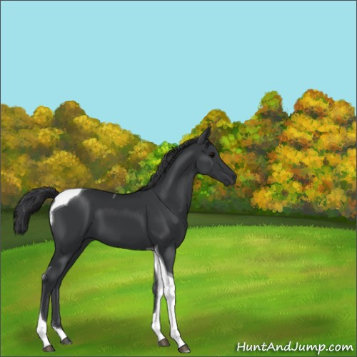 Horse Color:Black Tobiano 