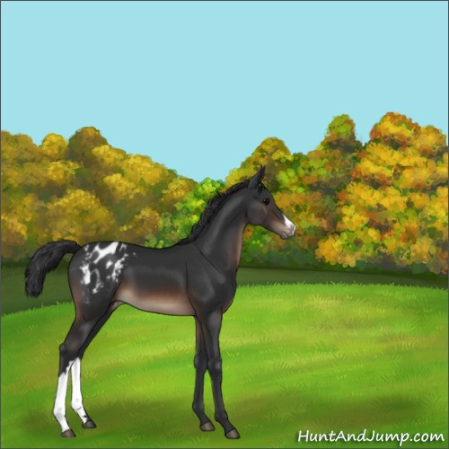 Horse Color:Brown Appaloosa 