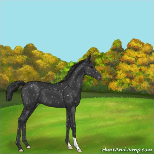 Horse Color:Black Appaloosa 