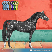Horse Color:Black Appaloosa 