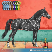 Horse Color:Black Appaloosa