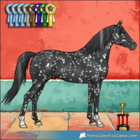 Horse Color:Black Appaloosa