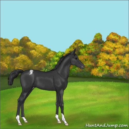 Horse Color:Black Appaloosa 