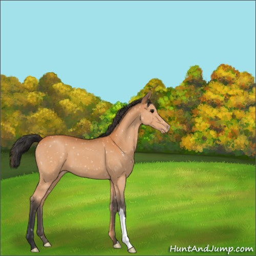 Horse Color:Bay Appaloosa 