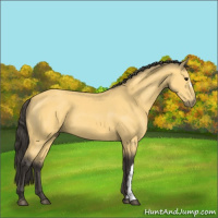 Horse Color:Buckskin 