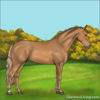 Horse Color:Chestnut Rabicano 