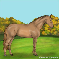 Horse Color:Chestnut Rabicano