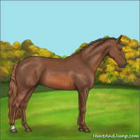Horse Color:Chestnut Rabicano 
