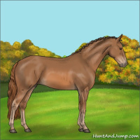 Horse Color:Chestnut Rabicano