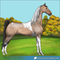 Horse Color:Bay Roan Dun Tobiano