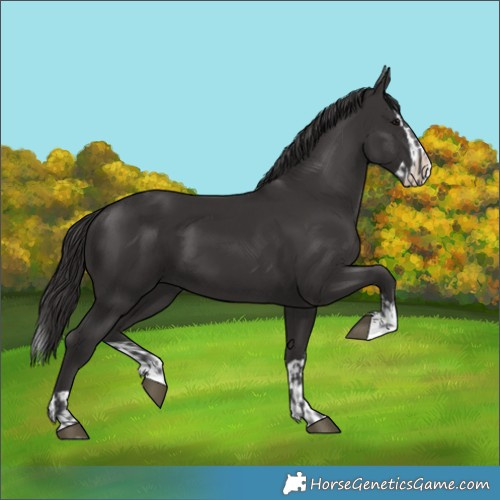 Horse Color:Smoky Black  and Smoky Black Splash 