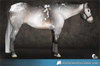 Horse Color:Gray White Spotted Brown Tobiano 