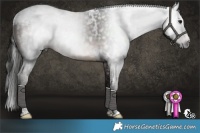 Horse Color:Gray White Spotted Brown Tobiano 