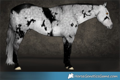 Horse Color:Void Platinum White Spotted Buckskin Dun Tobiano Rabicano Brindle 