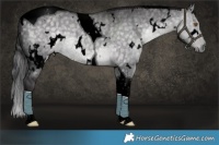 Horse Color:Void Platinum White Spotted Buckskin Dun Tobiano Rabicano Brindle 