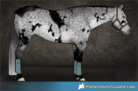 Horse Color:Void Platinum White Spotted Buckskin Dun Tobiano Rabicano Brindle 