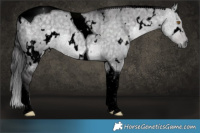 Horse Color:Void Platinum White Spotted Buckskin Dun Tobiano Rabicano Brindle 