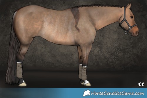 Horse Color:Bay Dun Rabicano 