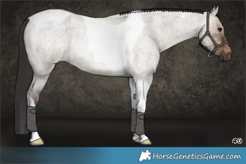 Horse Color:Brown Ice Roan Dun Tobiano Rabicano 