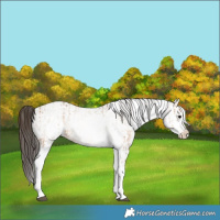 Horse Color:White Spotted Bay Dun Rabicano  and White Spotted Bay Dun Rabicano 