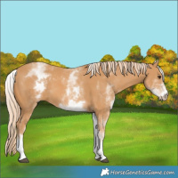 Horse Color:White Spotted Chestnut 