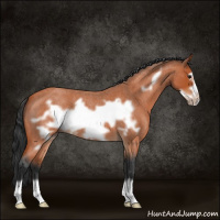 Horse Color:Bay Roan Frame