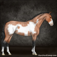 Horse Color:Bay Roan Frame 