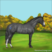 Horse Color:Black Varnish Rabicano 