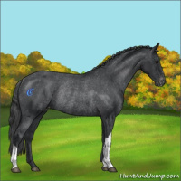 Horse Color:Black Varnish Rabicano 