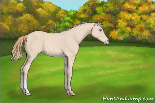 Horse Color:Perlino 