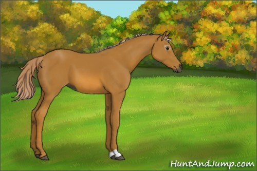 Horse Color:Gray Palomino