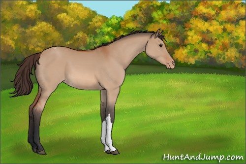 Horse Color:Bay Dun Appaloosa