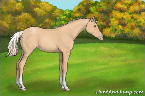Horse Color:White Spotted Gold Champagne