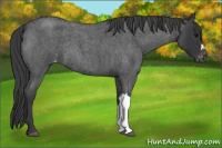 Horse Color:Blue Roan Varnish