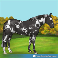 Horse Color:White Spotted Smoky Black