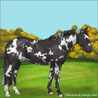 Horse Color:White Spotted Smoky Black 