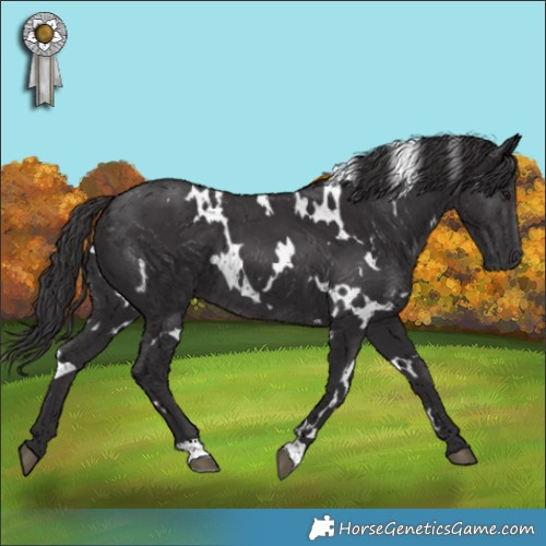 Horse Color:White Spotted Smoky Black 