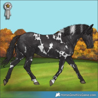 Horse Color:White Spotted Smoky Black