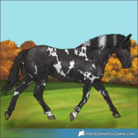 Horse Color:White Spotted Smoky Black