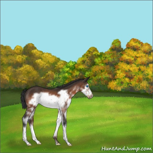 Horse Color:Brown Sabino Splash Frame 