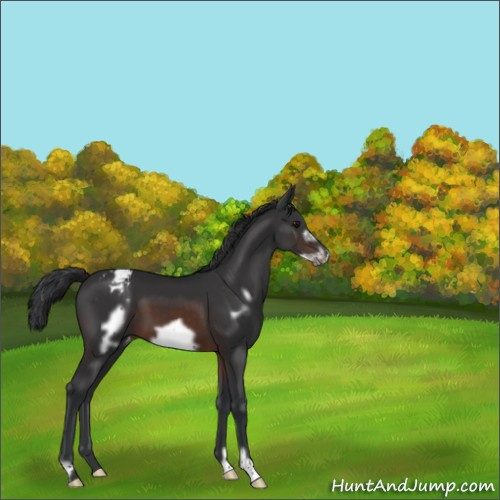 Horse Color:Brown Frame Appaloosa 