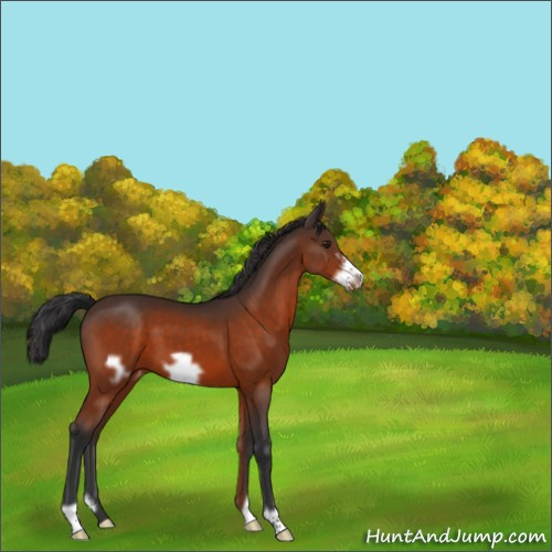 Horse Color:Brown Frame Appaloosa 
