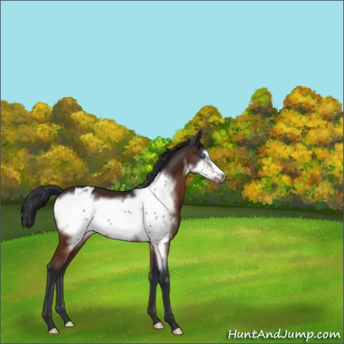 Horse Color:Brown Frame Appaloosa 