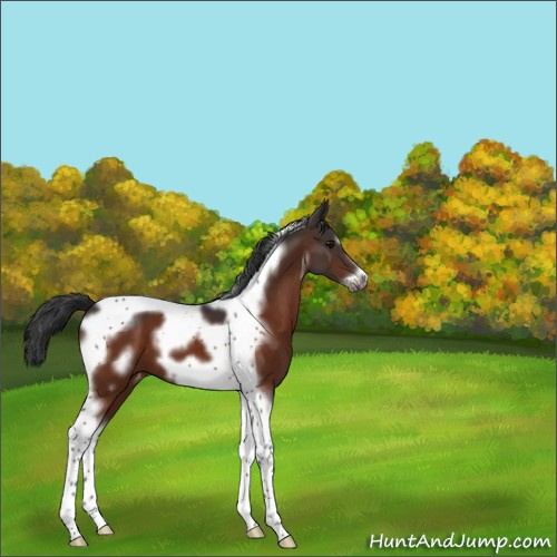 Horse Color:Bay Tobiano Frame Appaloosa 