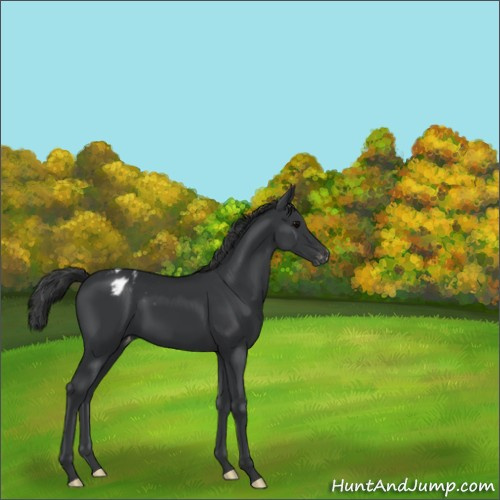 Horse Color:Black Appaloosa 