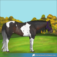 Horse Color:Brown Tobiano Appaloosa Rabicano