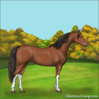 Horse Color:Bay 