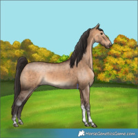 Horse Color:Bay Dun Tobiano 