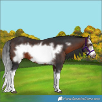Horse Color:Brown Splash Frame 
