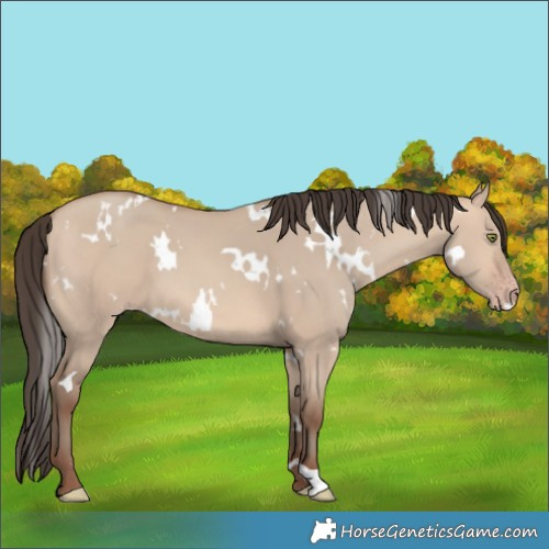 Horse Color:White Spotted Amber Champagne Dun 